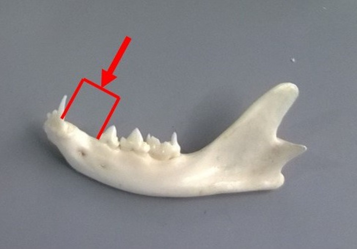 <p>Space on upper tooth row in apes for larger lower canine tooth to fit into</p>