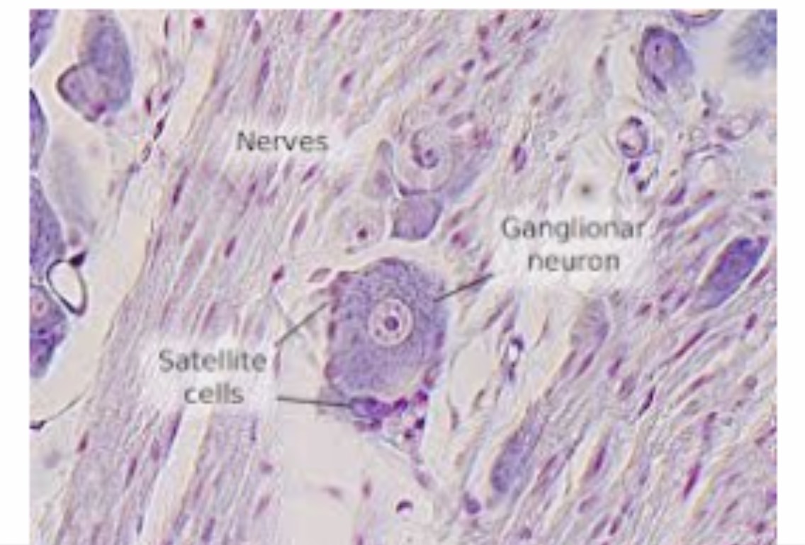 <p><span>Satellite glial cells: Function and etc: Surround neuron cell bodies in PNS ganglia and support the neuronal environment.</span></p>