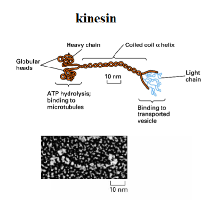<p><span style="background-color: transparent;"><strong>Structure of Kinesin</strong></span></p>