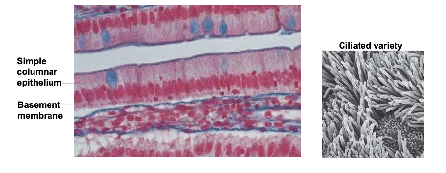 <ul><li><p>simple columnar</p></li><li><p>absorption, secretion, movement (if cilliated)</p></li><li><p>one layer of tall, rectangular cells</p></li><li><p>lining of stomach, small intestine, and large intestine (non cilliated) and lining of uterine tubes (cilliated)</p></li></ul><p></p>
