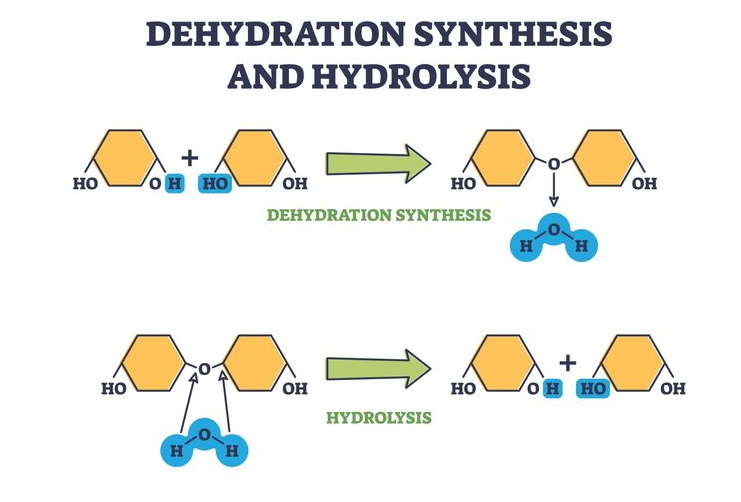 <p>“breaking” CATABOLISM. (polymer → monomer)</p><ul><li><p><span><strong>The Mechanism</strong>: This reaction uses water to<u> break covalent bonds</u>. An enzyme <strong>adds a water molecule </strong>to the bond, splitting it into -H and -OH, which attach to the newly separated ends of the monomers.</span></p></li><li><p><span><strong>The Result</strong>: A large polymer is broken down into smaller, usable monomers.</span></p></li></ul><p></p>