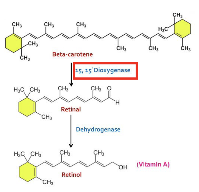 <ul><li><p>felids</p></li><li><p>marine birds</p></li><li><p>most carnivorous mammals</p></li></ul><p>*Lack sufficient quantities of 15,15’dioxygenase, which converts beta-carotene into retinal</p><p></p>