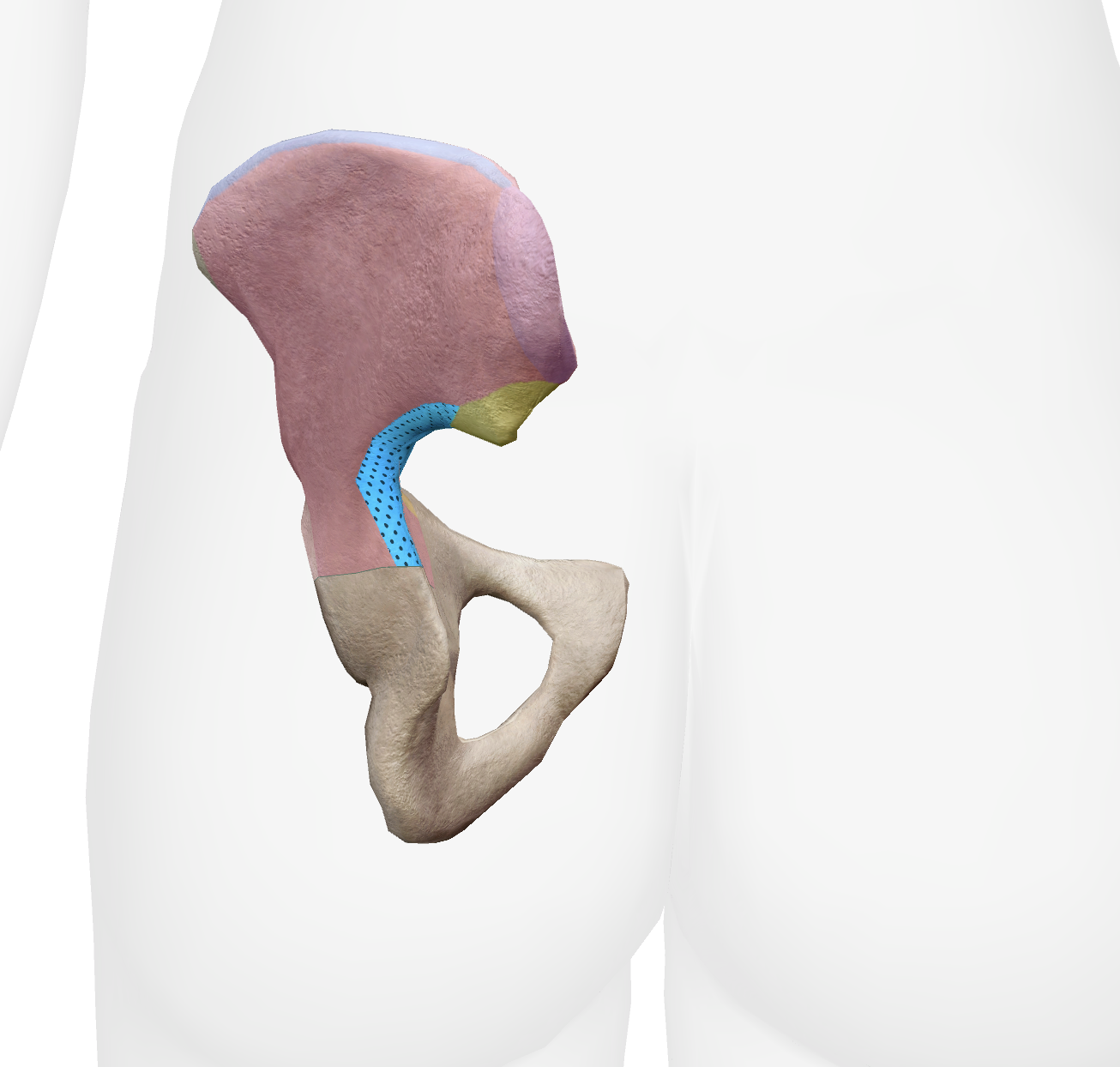 <p>What is this part of the ilium</p>