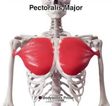 <p>located in the <u>chest</u>;hug muscle/anterior arm adduction</p>