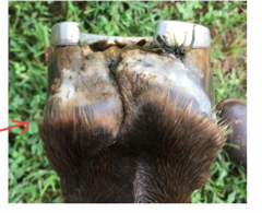 <p>what conformation of a horse can lead to navicular syndome</p>