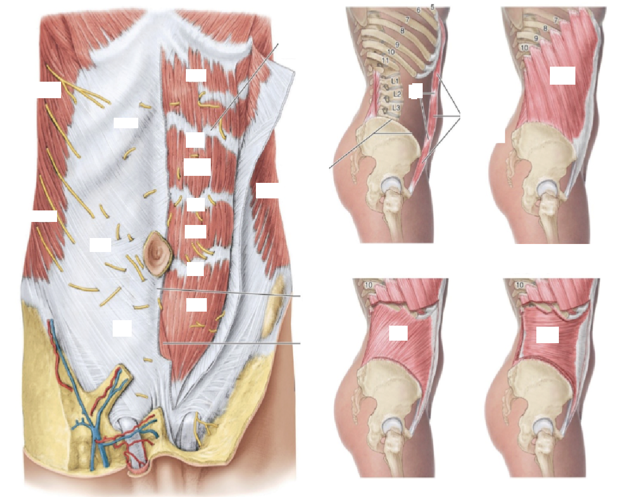 <p>Muscles of the Anterior Abdominal Wall</p>