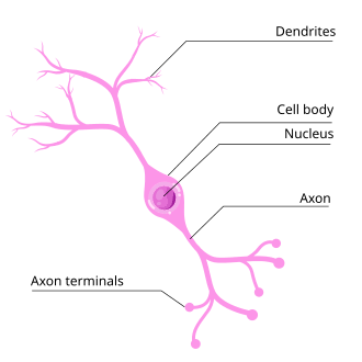 <p>This is an example of what kind of neuron?</p>