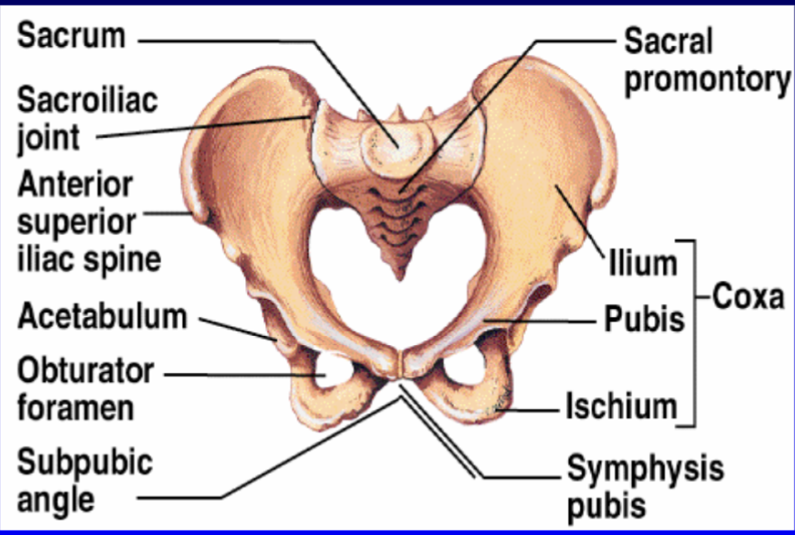 <p>a ring of bone that articulates the lower limbs with the trunk, consisting of the two innominate bones and the sacrum, and it provides stability for weight transfer while supporting the pelvic viscera and facilitating muscle attachments.</p><p>Ilium, ischium, and sacrum</p>