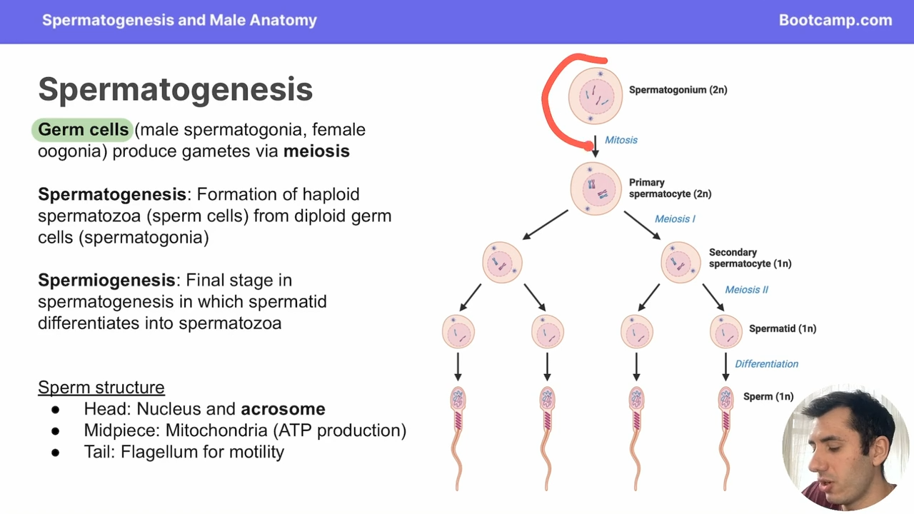 <p>Spermatogonia </p>