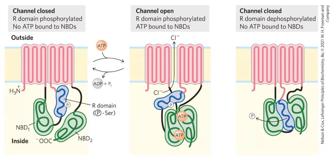 <p><span style="background-color: transparent;"><span>When CFTR is closed: R domain phosphorylated,&nbsp; No ATP bound to NBD</span></span></p><p><span style="background-color: transparent;"><span>When CFTR is open: R domain phosphorylated, ATP bound to NBDs</span></span></p><p><span style="background-color: transparent;"><span>To close CFTR after opening: R domain dephosphorylated and no ATP bound to NBDs</span></span></p>