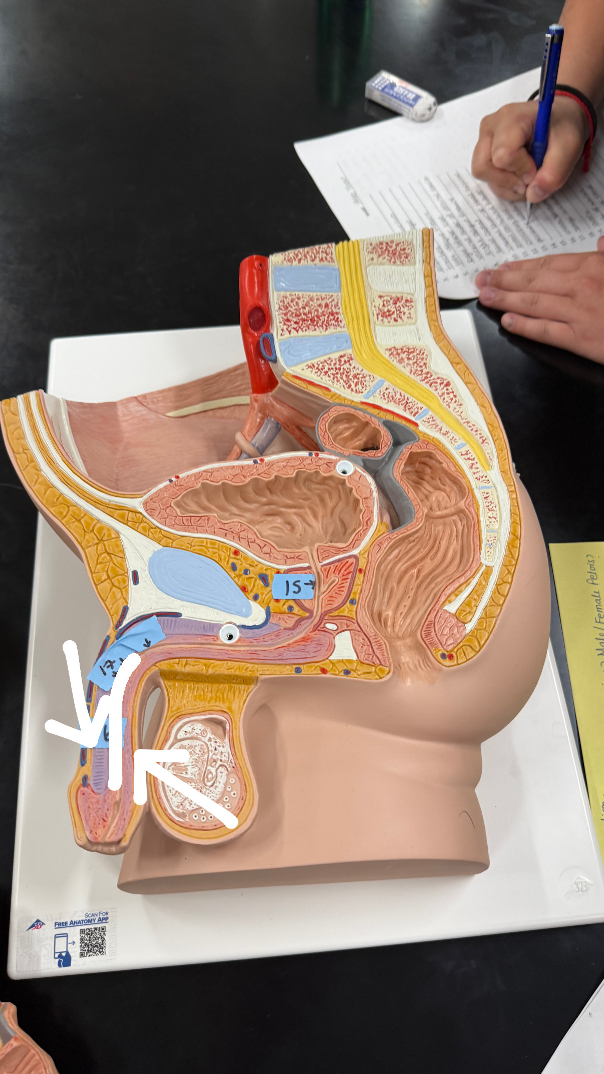 <p>section of urethra that starts at the shaft of peepee</p>