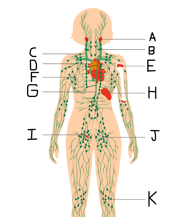 <p>What should the label be in position F?</p>