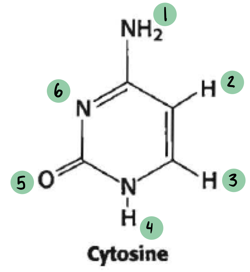 <p>which of these have a 𝛿- and which have a 𝛿+ (not all will have a charge)</p>