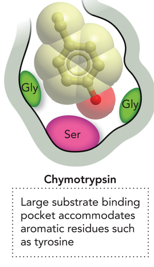 <p>Large hydrophobic substrate binding pocket accommodates aromatic residues such as tyrosine. Has Ser at the bottom, and 2 Gly.</p>