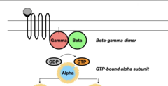 <p>1. Signal binds to extracellular receptor → conformational change in the trimeric g-protein (γ, α, β)</p><p>2. γ and β stay associated with membrane, α dissociates </p><p>3. GTP binds to α subunit → active</p>