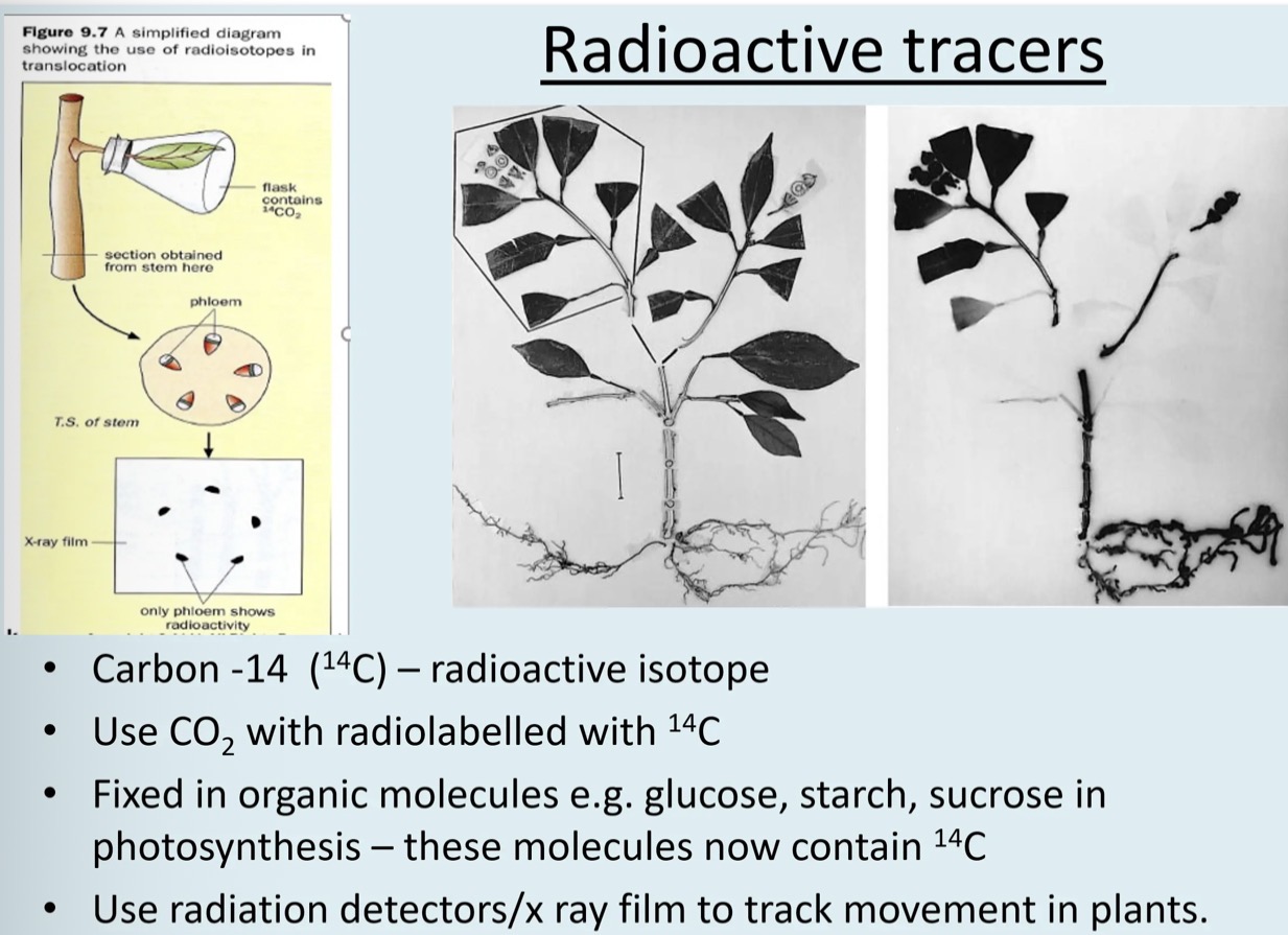 knowt flashcard image