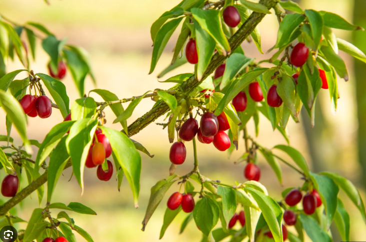 <p>What tree is this?</p>