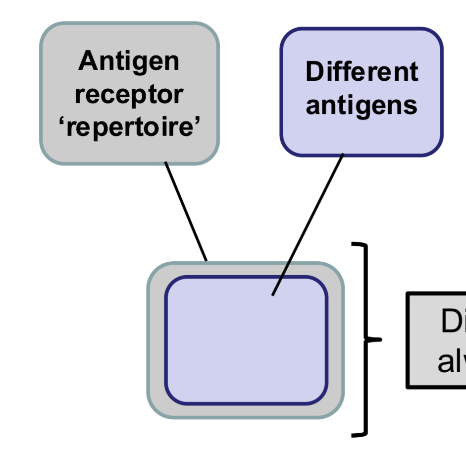 <ul><li><p>The different BCR specificities in the B cell or the different TCR specificities in the T cell population</p></li></ul><ul><li><p>The diversity of a repertoire is always greater than the diversity of the antigens present (so they are always better prepared)</p></li></ul><ul><li><p>Side note: (for BCR there is about 100 million specifies)</p></li></ul><p></p>