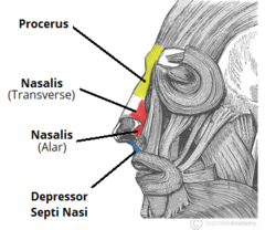 <p>skin and muscle (nasalis) covering cartilage</p>