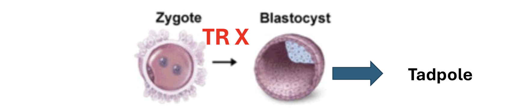 <p>zygote (egg cell unfertilized w/ nucleus replaced w intestine cell’s) → expressed TR X → blastocyst → tadpole</p>