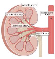 <p>what blood vessel is this</p>