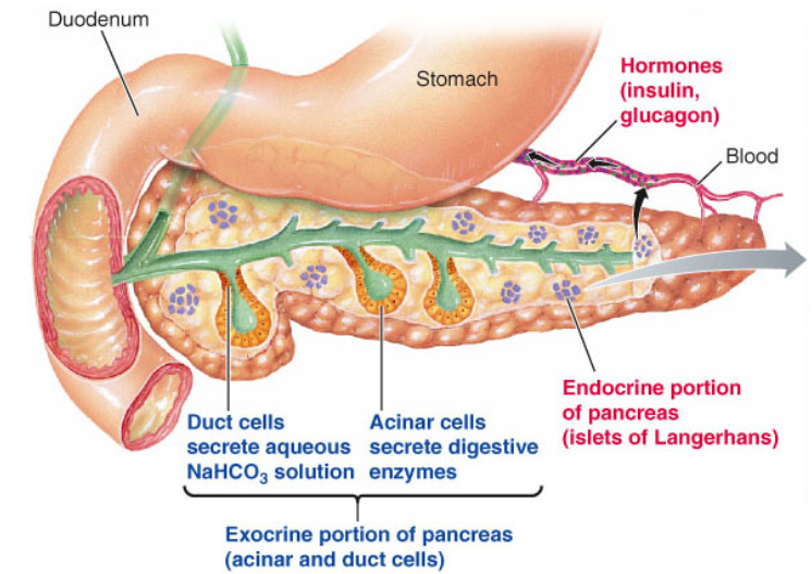 <p>Pancreas Duct Cells</p>