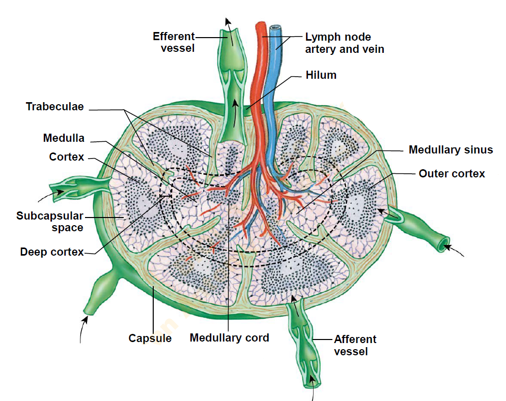 <p>In a Lymph node, what is the Outer cortex primarily composed of?</p>