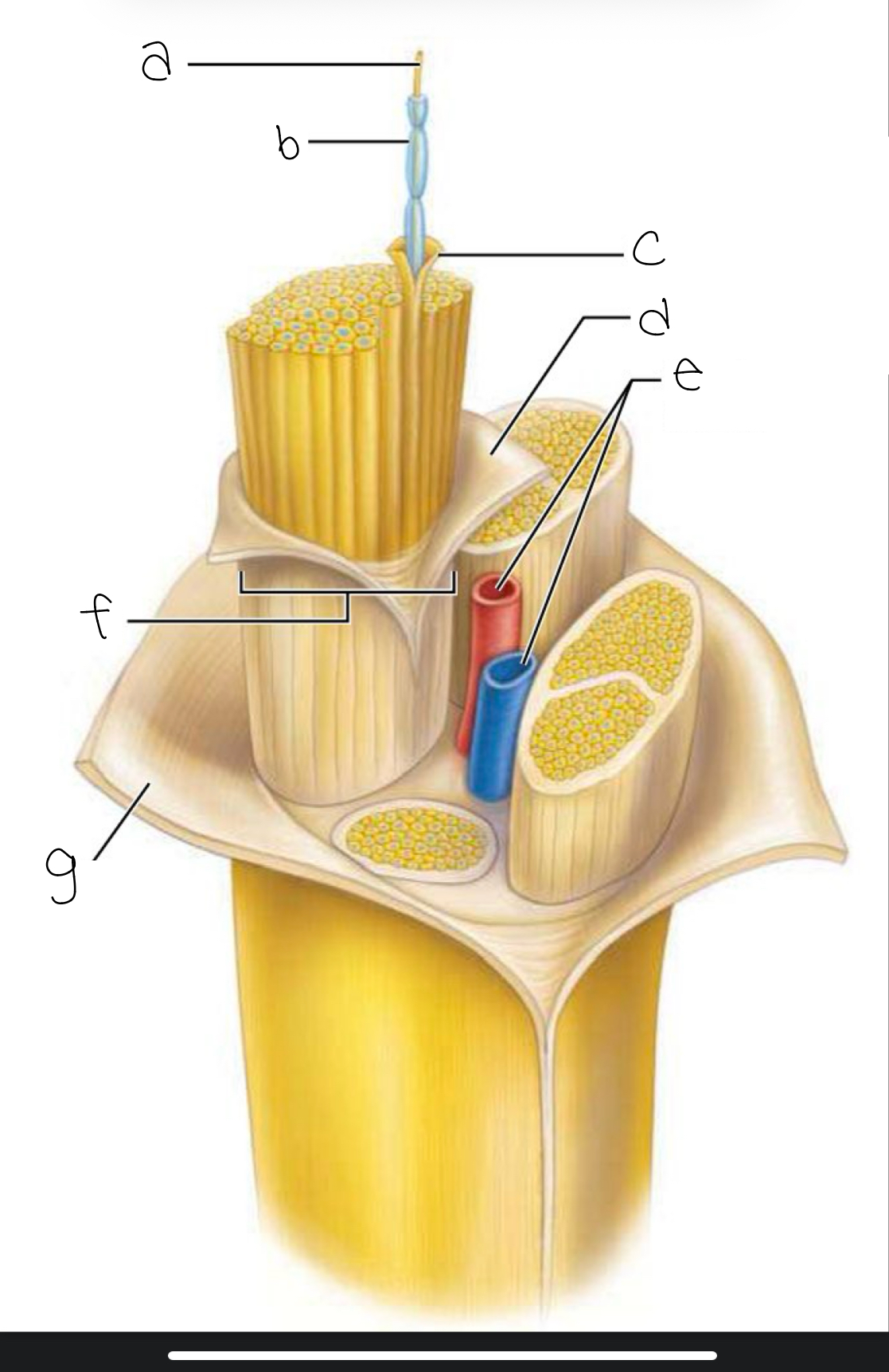 <p>label picture </p>