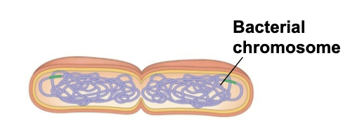 <p>This type of cell division occurs where?</p>