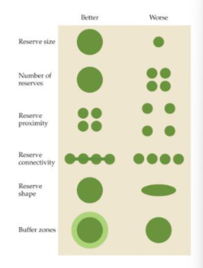 <ul><li><p>maintain the largest possible populations</p></li><li><p>provide habitat for a species throughout their area of distribution</p></li><li><p>have enough area to maintain natural disturbance regimes </p></li></ul><p></p>