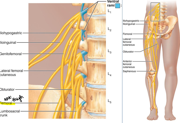 <p>w/in psoas major</p>
