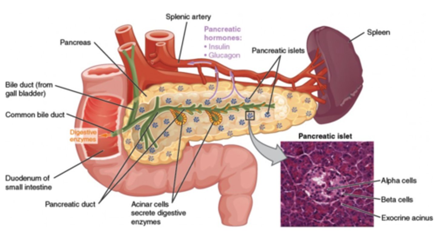 <p>alpha cells</p>
