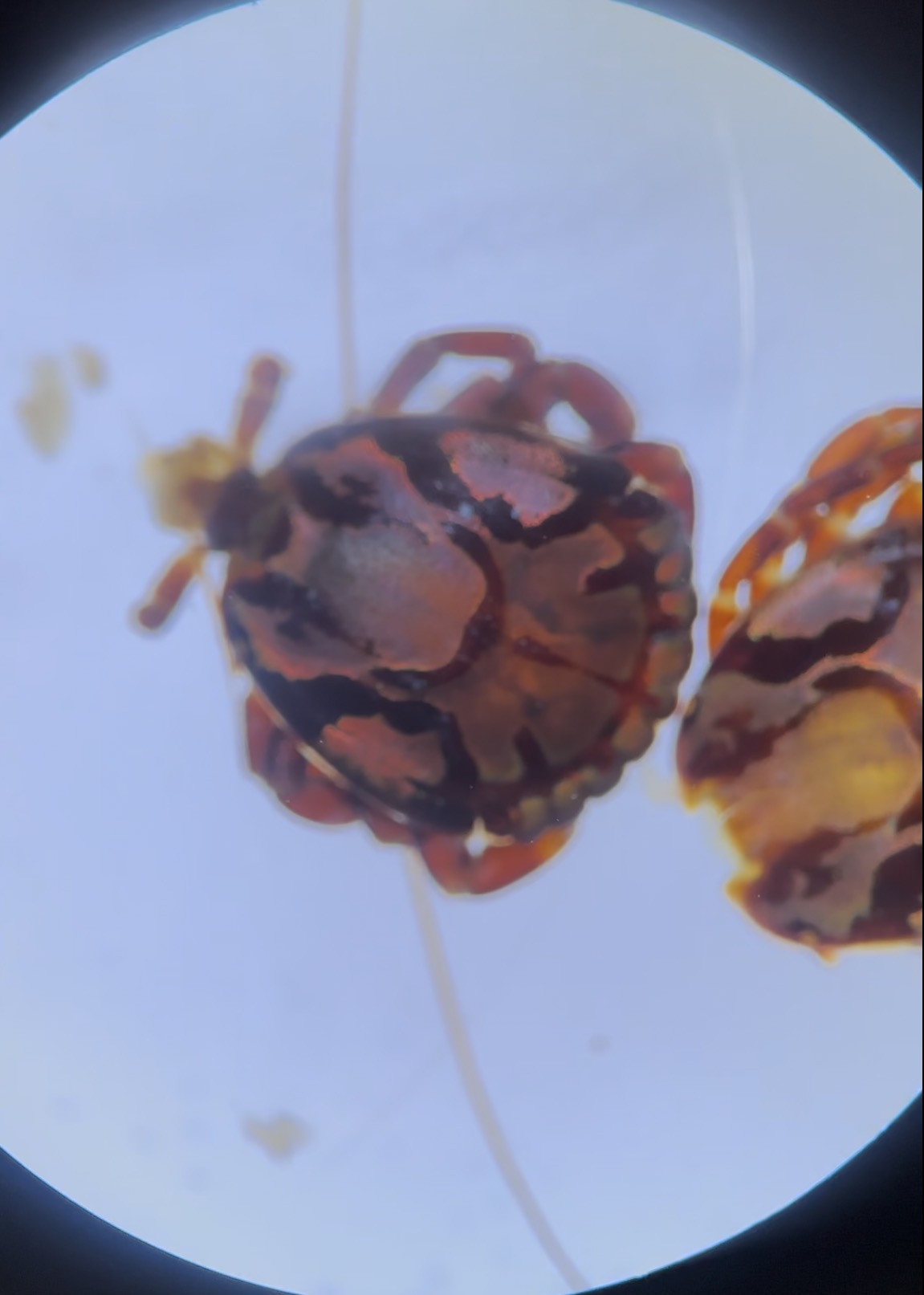 <p>What tick is this </p>