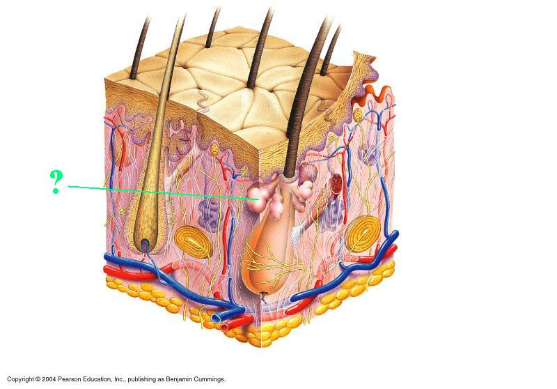<p>Identify the indicated structure of the integument</p>