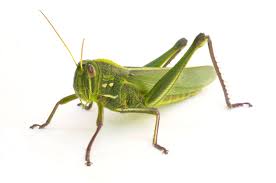<p>Insect </p>