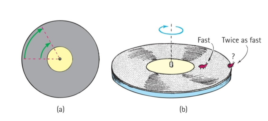 <p>A ladybug sits halfway between the rotational axis and the</p><p>outer edge of the turntable. When the turntable is rotating</p><p>and the bug has a tangential speed of 2 cm/s, what will be</p><p>the tangential speed of her friend who sits at the outer</p><p>edge?</p><p>A. 1 cm/s</p><p>B. 2 cm/s</p><p>C. 4 cm/s</p><p>D. 8 cm/s</p>
