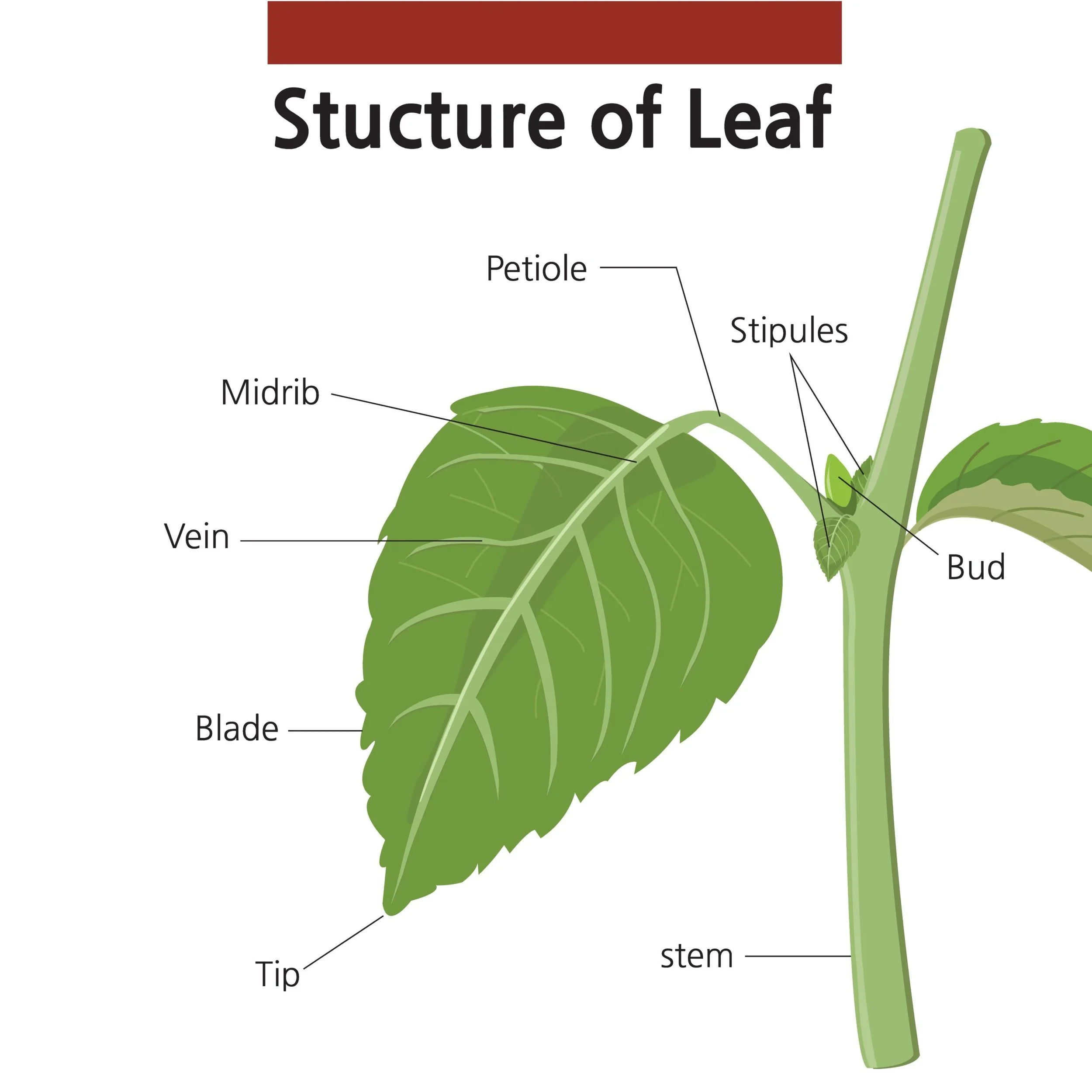 <p>Leaf-like appendages that the base of the petiole on some leaves. </p>