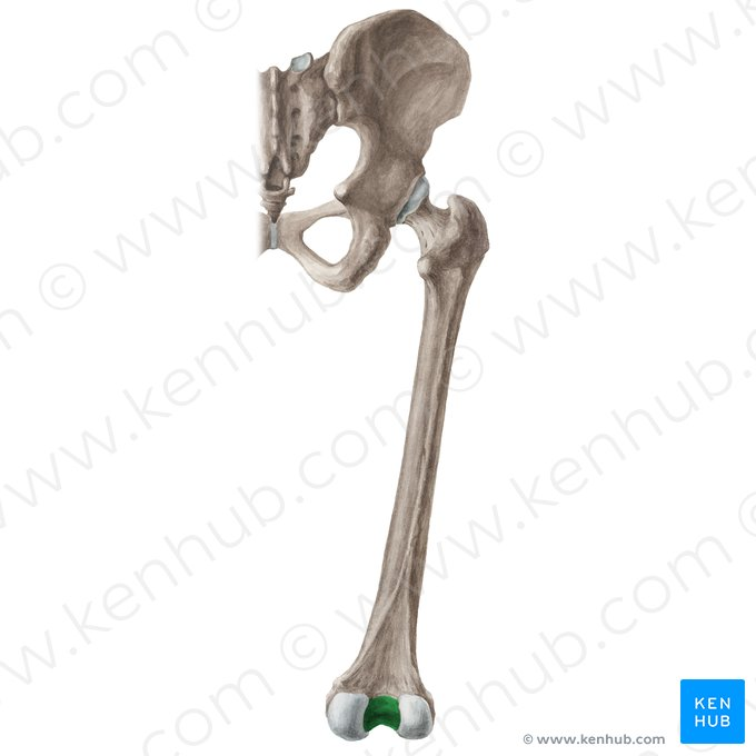 <p>deep notch located between the medial and lateral condyles of the femur, allowing for the attachment of ligaments and facilitating movement at the knee joint.</p>