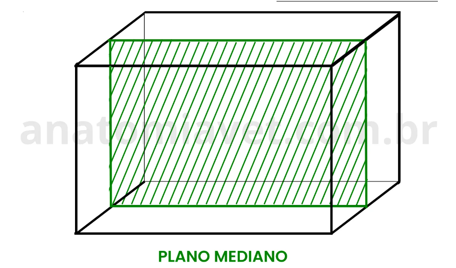 <p>vem do plano mediano</p>