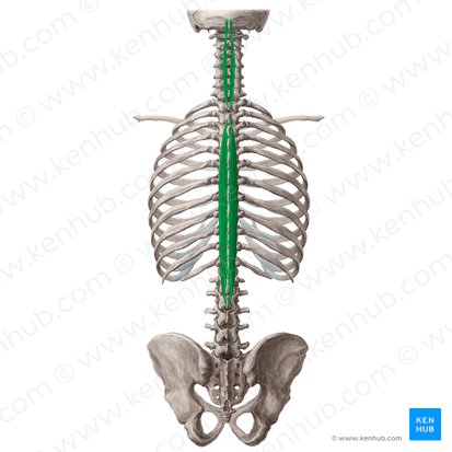 <p><strong>What are the ORIGINS for the Spinalis?</strong></p>