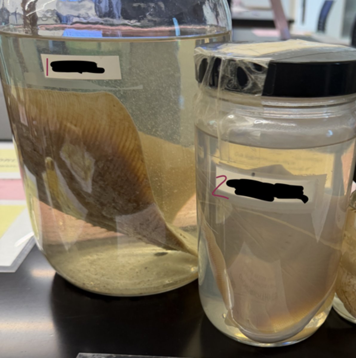 <p>1 phylum, class, and name</p>
