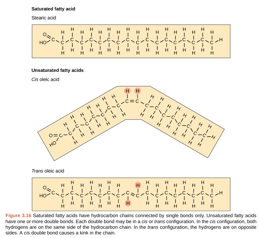 <p>long-chain hydrocarbon that has one or more double bonds in the hydrocarbon chain: double bonds create kinks in the chain, preventing tight packing and making them liquids at room temperature. </p>