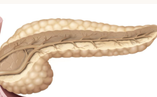 <p>4 parts of the pancreas</p>