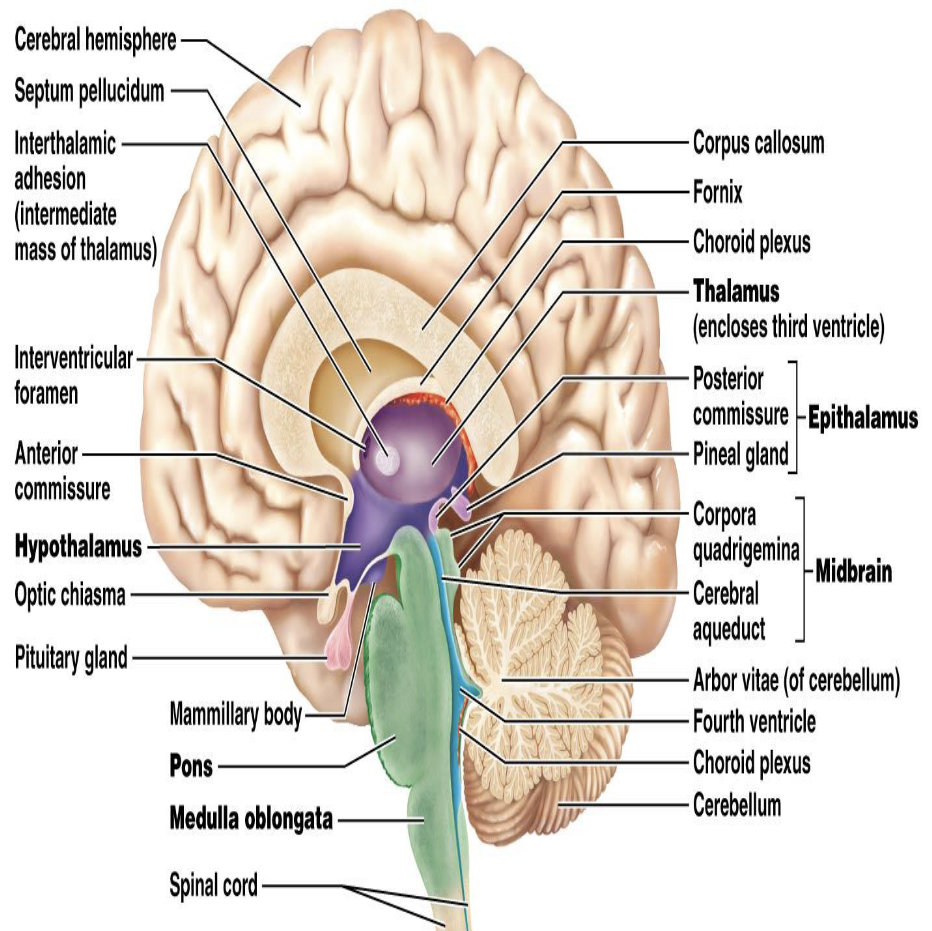 <p><strong>Diencephalon: Thalamus</strong></p><ul><li><p>What is the function of the thalamus?</p><ul><li><p>What does the thalamus contain?</p><ul><li><p>How are thalamic nuclei named?</p><ul><li><p>Thalamic nuclei project nerve fibers into what structure?</p></li></ul></li></ul></li></ul></li></ul><p></p>