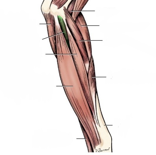 <p>action- flex carpus, flex digits</p><p>origin- humerus, ulnar, &amp; radial heads</p><p>insertion- distal phalanx of each digit</p><p>innervation- median &amp; ulnar n.</p>