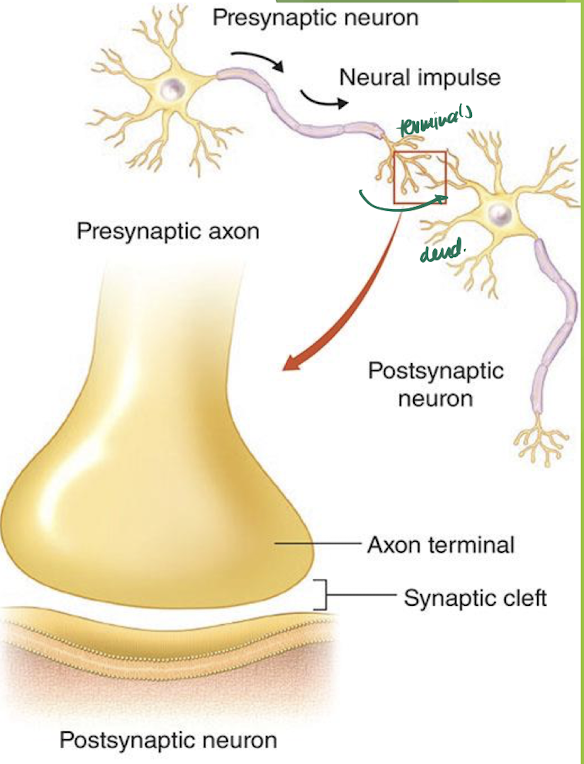 <p>Synapse = connection b/w 2 neurons </p><p>Synaptic cleft = gap separating neurons, so they’re not in direct contact</p><p></p><p>Presynaptic = transmitting neurons (w axon terminals)</p><p>Postsynaptic = receiving neuron (w dendrites)</p><p></p><p><strong>via : chemical transmission at the synapse</strong> → changes behaviour of another cell</p><ul><li><p>1st shown by Lower in 1900s using a frogs vagus nerve </p></li></ul><p>→ neurons release at least 2 diff. chemicals that have opposite effects </p><p></p>