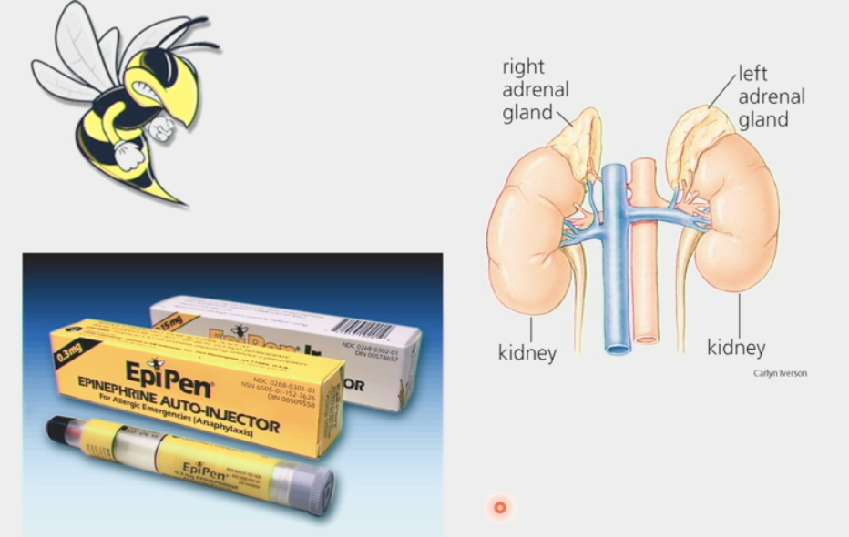 <ul><li><p>hormone that triggers <u>short-term</u> responses</p></li><li><p>in<strong> cardiac muscle:</strong> increases contraction</p></li><li><p>in <strong>liver</strong>: converts glycogen to glucose for release into bloodstream, inhibits glycogen synthesis</p></li><li><p>in skeletal muscle: converts glycogen to glucose</p></li><li><p>used as vasoconstrictive medicine (EpiPen)</p></li></ul><p></p>