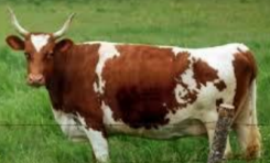<p>Ayrshire </p>