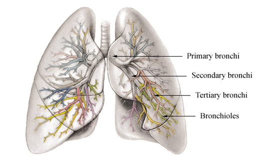 <ul><li><p>Secondary bronchi branch into about 10 smaller tertiary bronchi per lung </p></li><li><p>Continue to branch into smaller and smaller branches</p></li></ul><p></p>