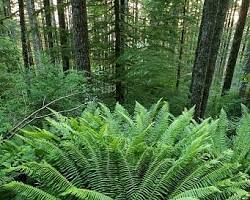<p>Sword Fern</p>